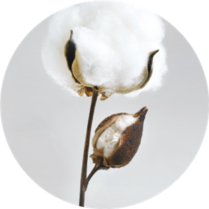 Dormiente Classic Mediform